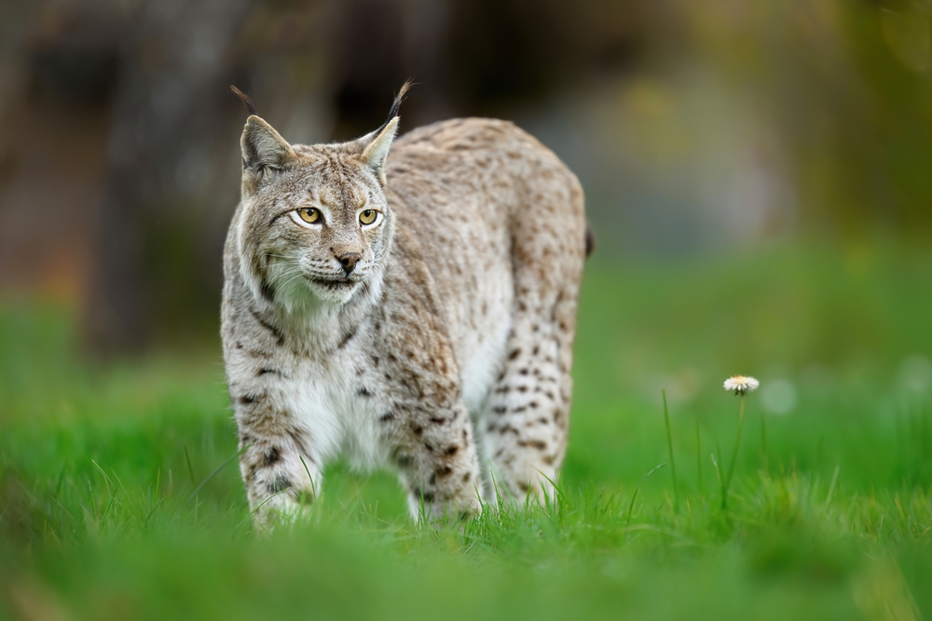 Нова Зеландия поде война с дивите котки и ги включи в стратегия за пълна ликвидация 