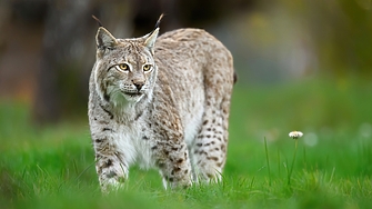 Нова Зеландия поде война с дивите котки и ги включи в стратегия за пълна ликвидация 