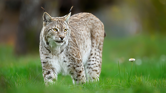 Нова Зеландия поде война с дивите котки и ги включи в стратегия за пълна ликвидация 