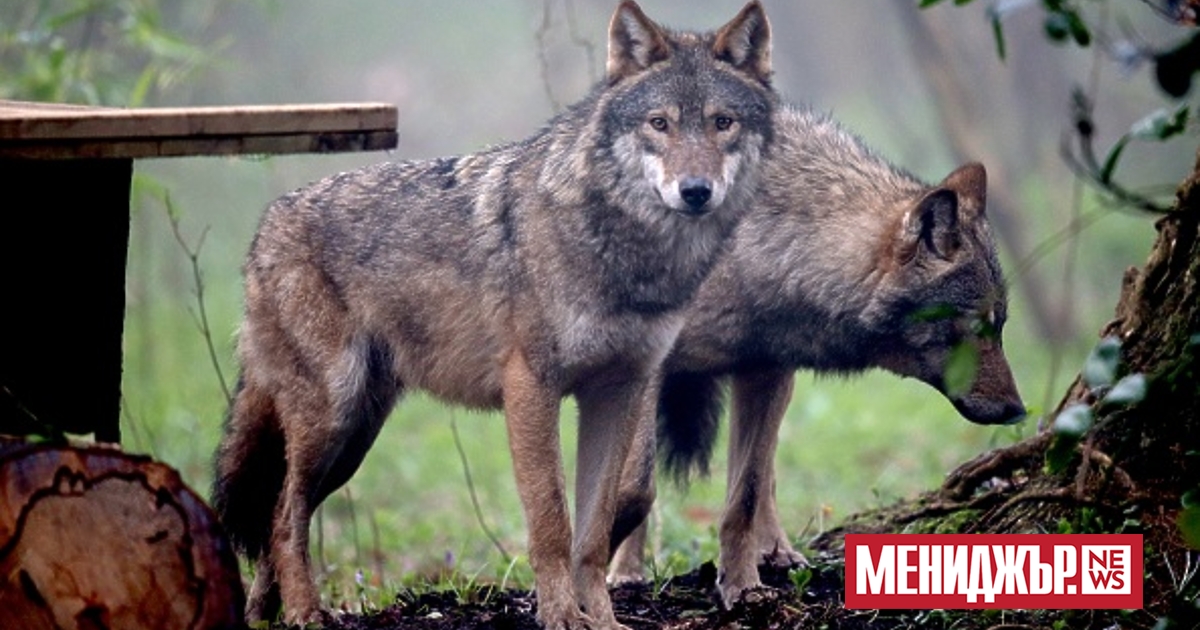 През 2025 г. вълци са убили над 1900 северни елени