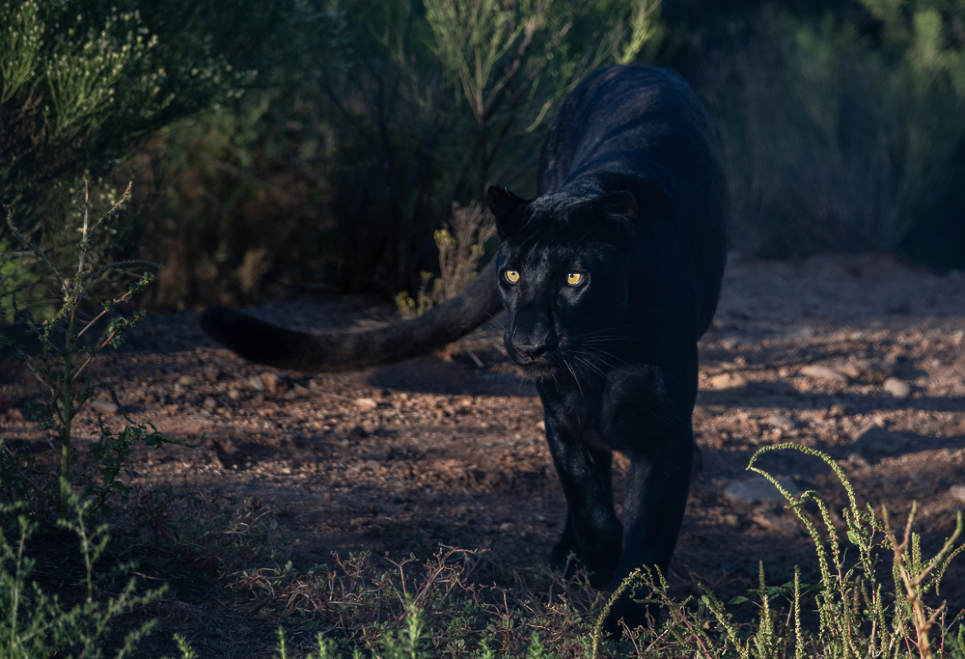 На 27 юни в района на Шуменското плато туристи подадоха сигнал за забелязана черна пантера, което доведе до активни издирвателни операции в цялата страна. снимка: Shutterstock