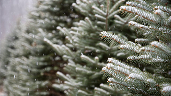 Времето: Сняг и виелици на Коледа