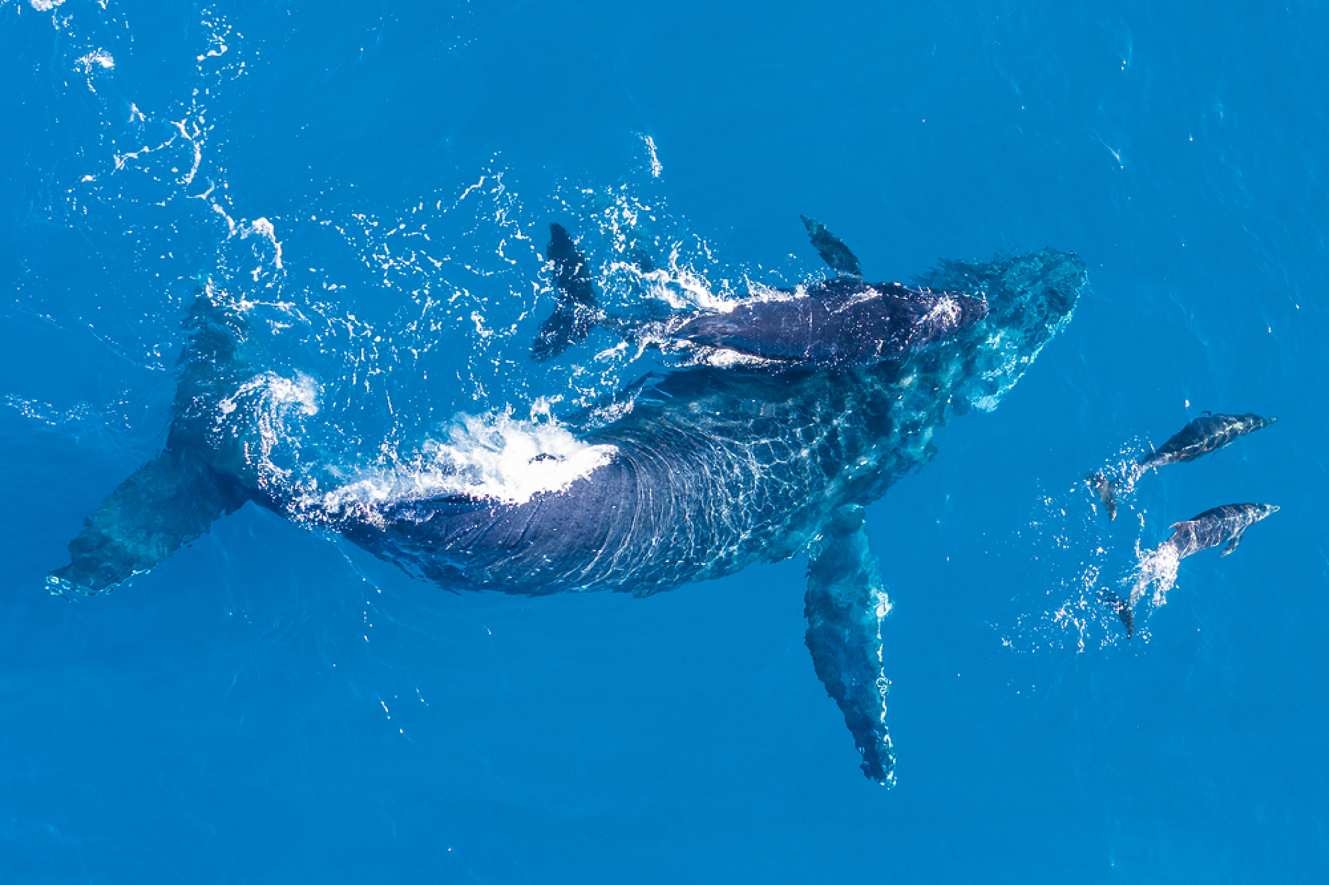 Дронове се използват за откриване на смъртоносен вирус в дъха на арктически китове