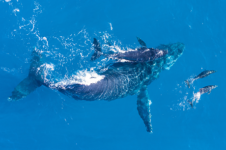 Дронове се използват за откриване на смъртоносен вирус в дъха на арктически китове