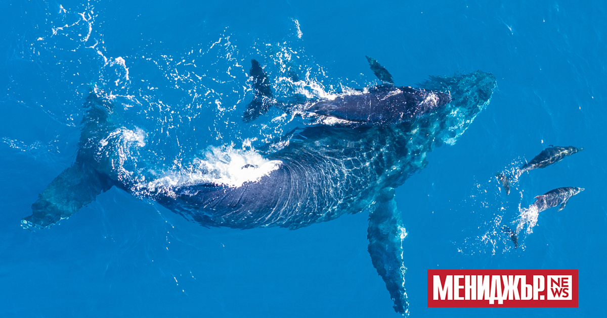 Учени откриха смъртоносен вирус в дъха на китове, който причинява