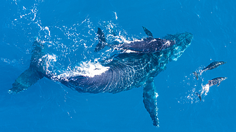 Дронове се използват за откриване на смъртоносен вирус в дъха на арктически китове