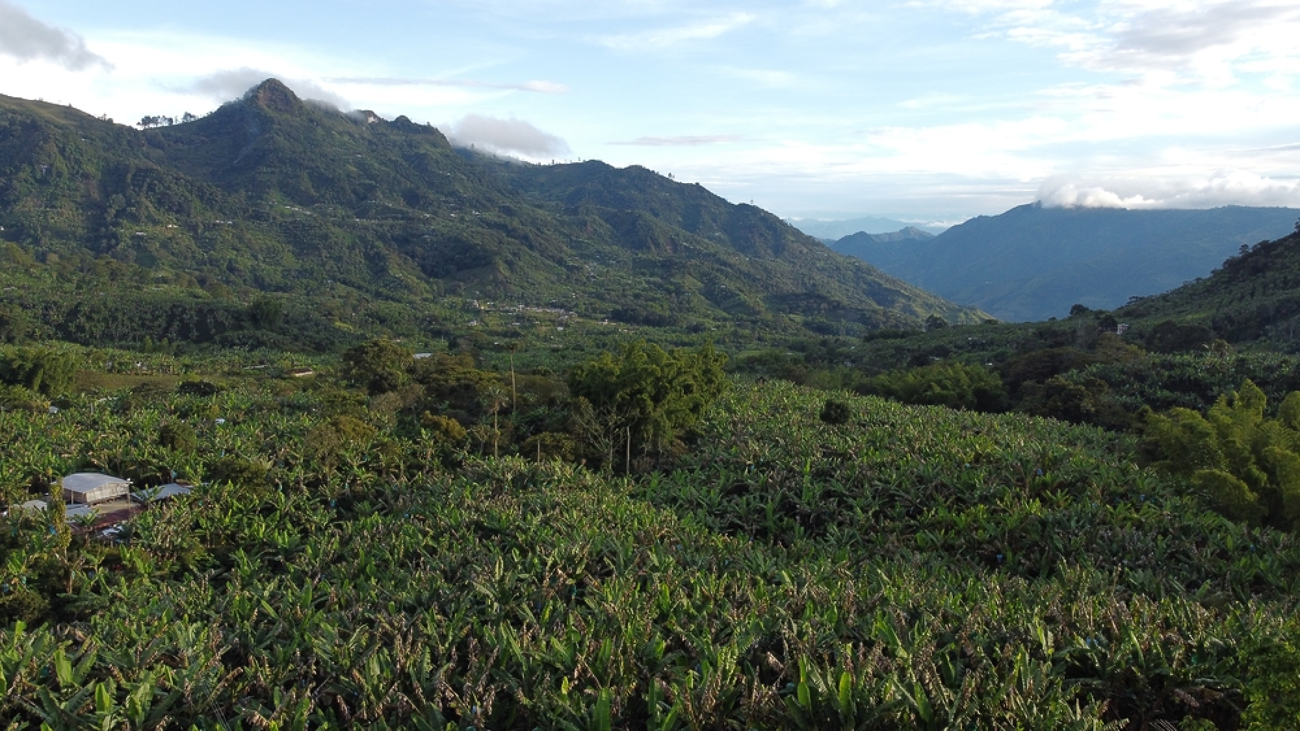 Дронове ще унищожават кока насажденията в Колумбия