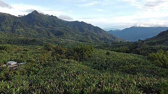 Дронове ще унищожават кока насажденията в Колумбия