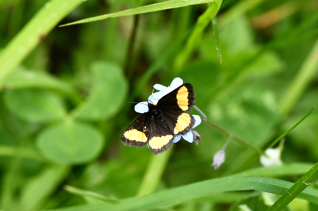 Редки видове се завръщат в Шотландия — природозащитниците отчитат пробив