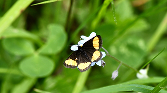 Редки видове се завръщат в Шотландия — природозащитниците отчитат пробив