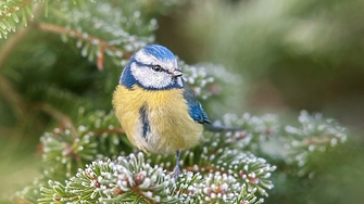 Учени от Франция са установили че влечугите птиците и бозайниците