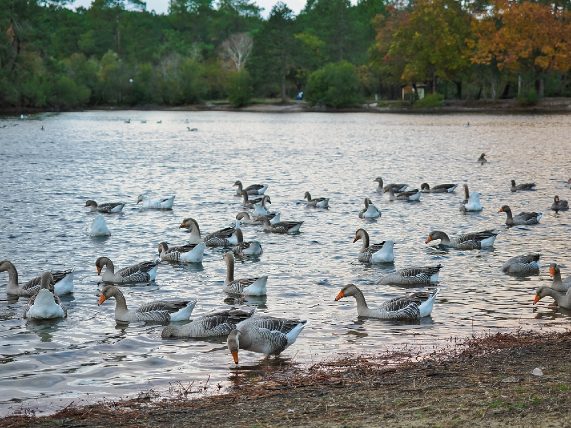 Франция включи жандармерията в охраната на ферми за стриди, охлюви и гъски в навечерието на Коледа