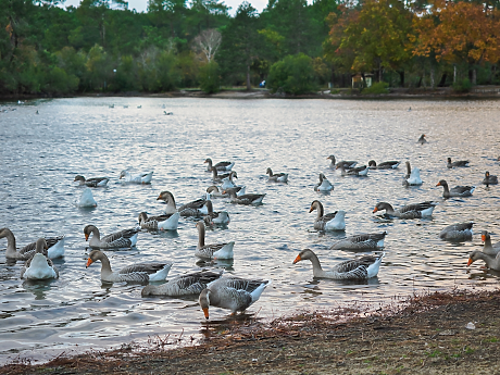 Франция включи жандармерията в охраната на ферми за стриди, охлюви и гъски в навечерието на Коледа