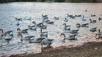 Франция включи жандармерията и засили сигурността във ферми за стриди