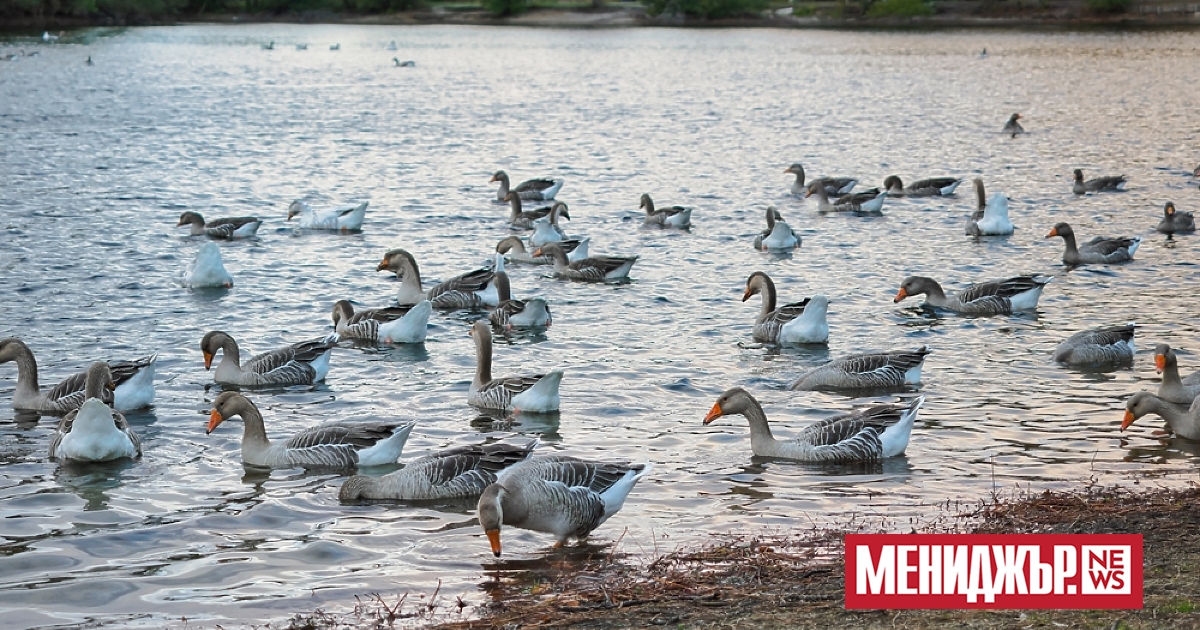 Франция включи жандармерията и засили сигурността във ферми за стриди,
