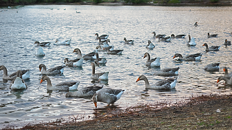 Франция включи жандармерията в охраната на ферми за стриди, охлюви и гъски в навечерието на Коледа