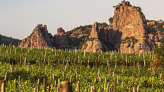 Възходът на малките бутикови изби 