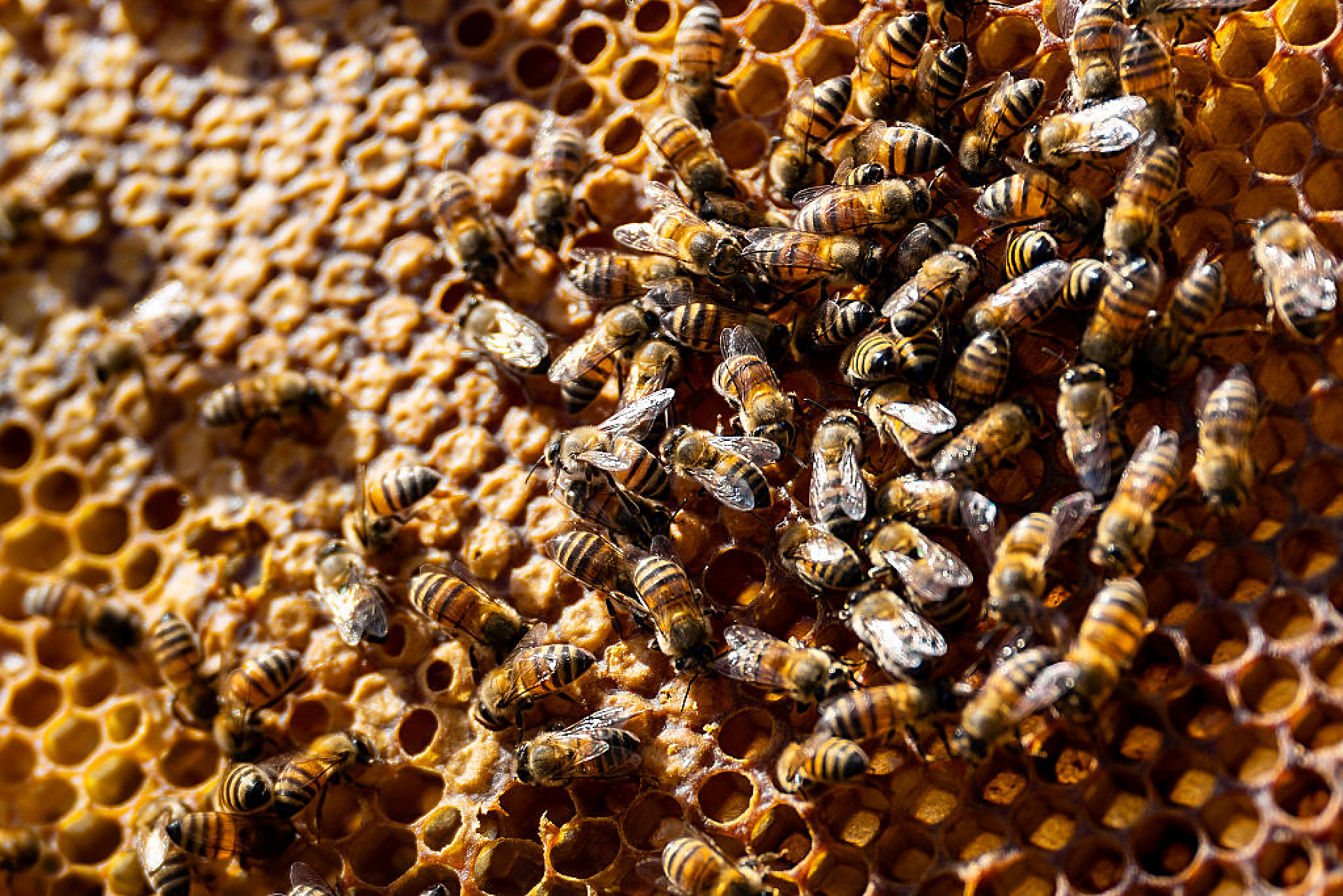 Учени: Пчелите може би са ключът към комуникацията с извънземни