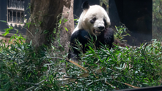 Хиляди хора се стекоха в зоопарка в Токио за да