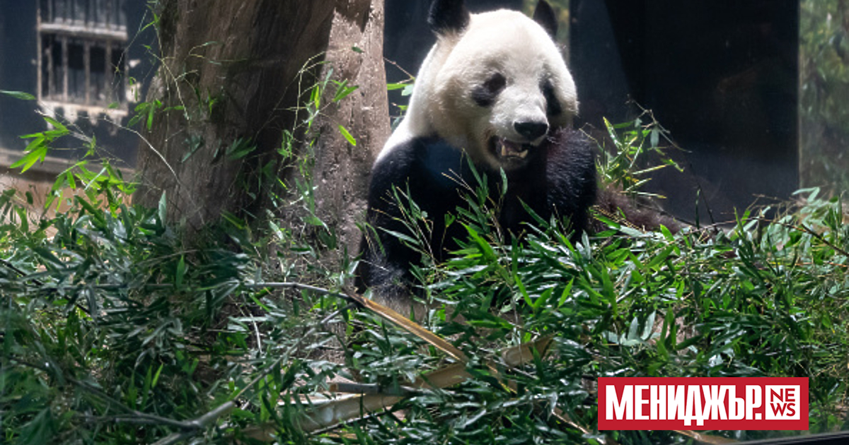 Хиляди хора се стекоха в зоопарка в Токио, за да
