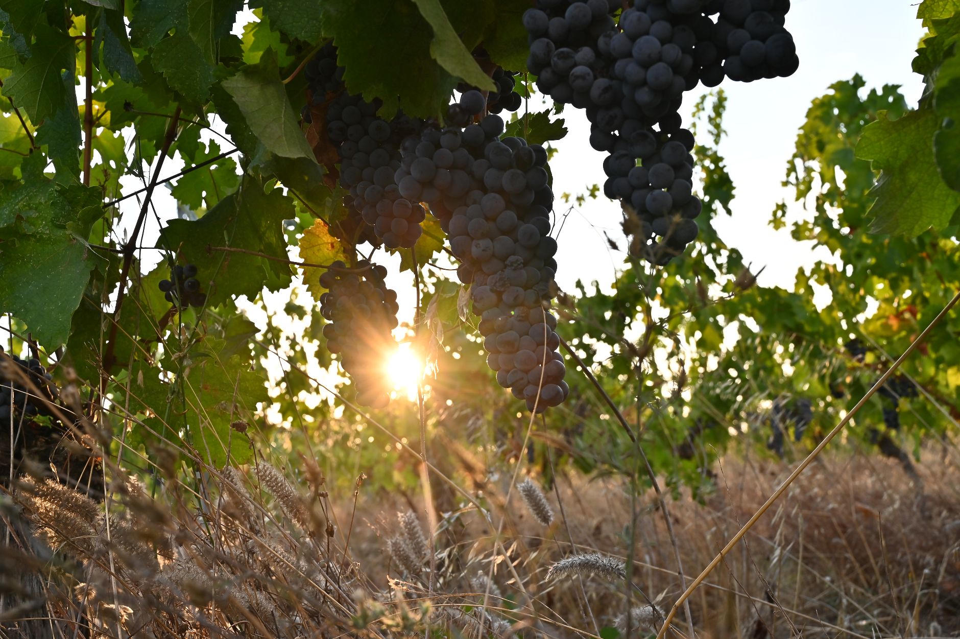 Възходът на малките бутикови изби 