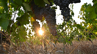 Възходът на малките бутикови изби 