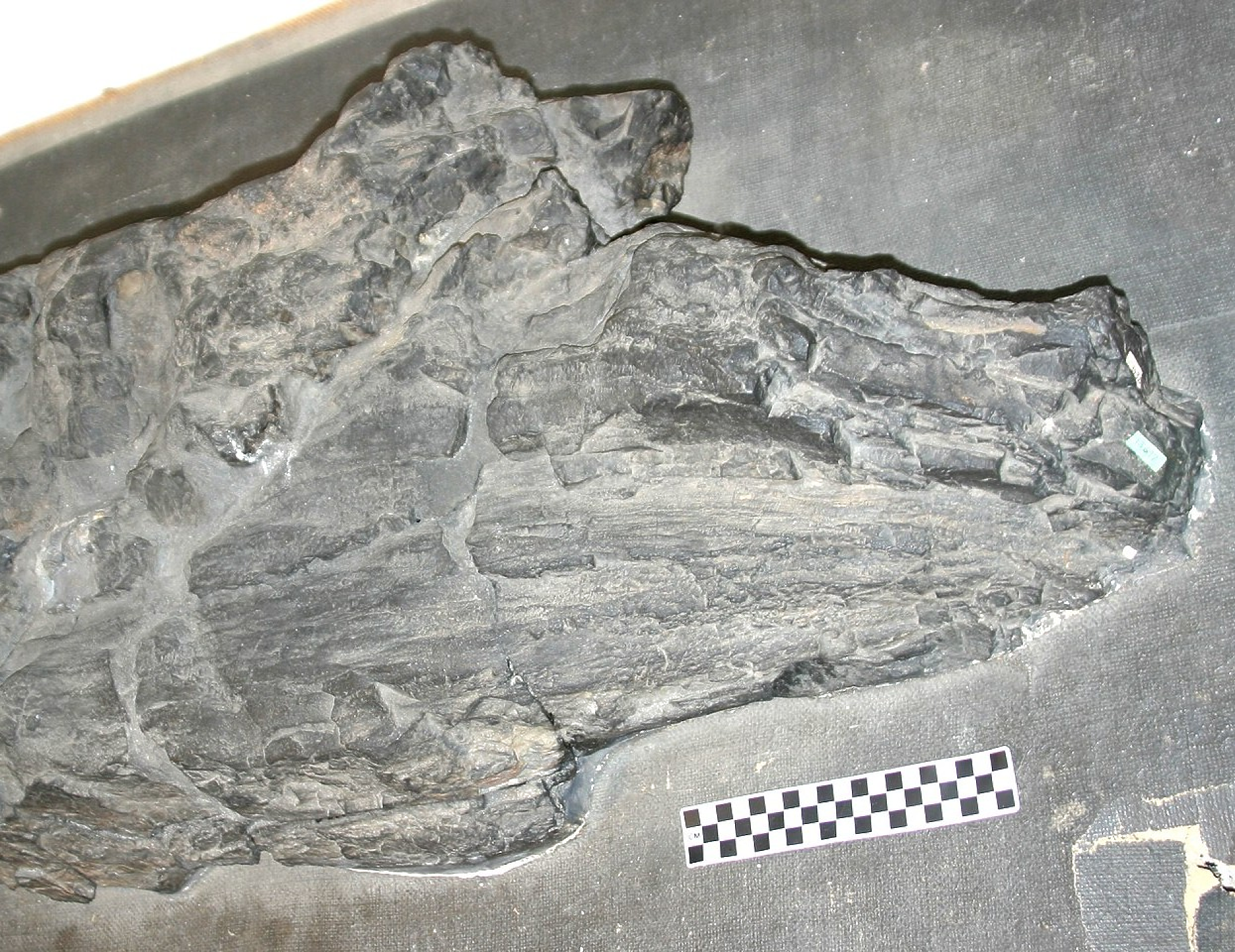 Фосил разкрива непозната, вече изчезнала форма на живот