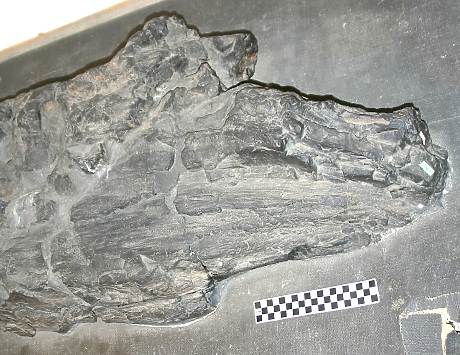 Фосил разкрива непозната, вече изчезнала форма на живот