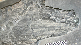 Фосил разкрива непозната, вече изчезнала форма на живот