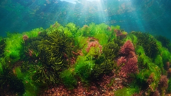 Учените предупреждават за потенциална промяна на режима в океаните тъй