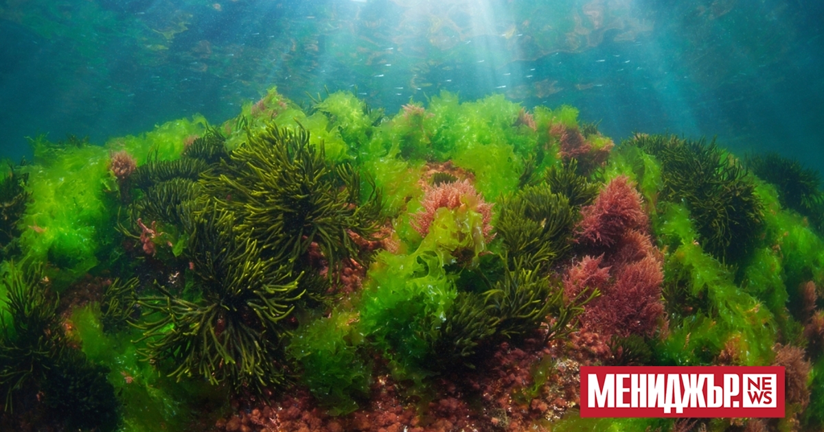 Учените предупреждават за потенциална промяна на режима“ в океаните, тъй