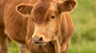 Европа е най-скъпият пазар на говеждо месо в света