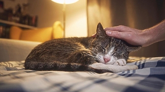 Котките могат да държат ключа към лечението на рака при хората