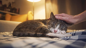 Котките могат да държат ключа към лечението на рака при хората