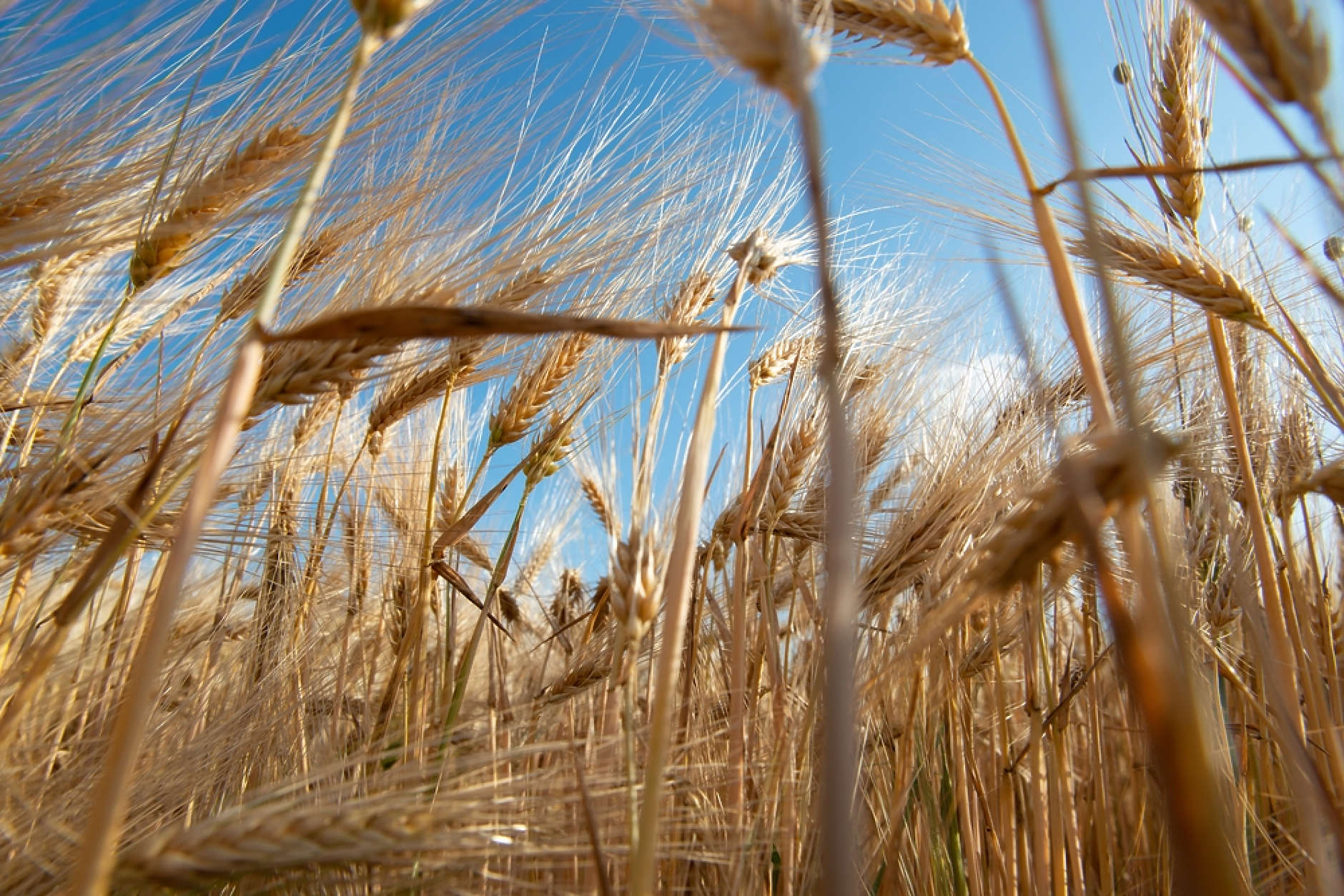 Софийската стокова борса отчита умерено възстановяване на цените на зърнените култури
