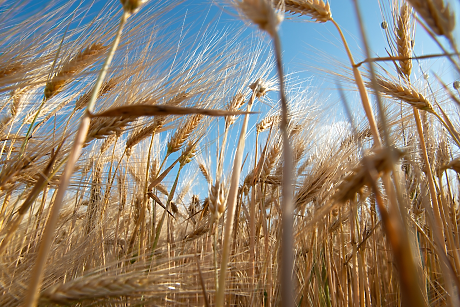 Софийската стокова борса отчита умерено възстановяване на цените на зърнените култури