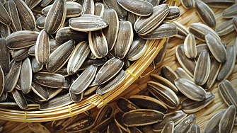 Откриха опасно високи нива на пестициди в слънчогледа, пристигнал от Аржентина