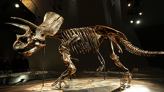 Пазарът на динозаври набира скорост, а трицератопсът „Трей“ излиза на търг