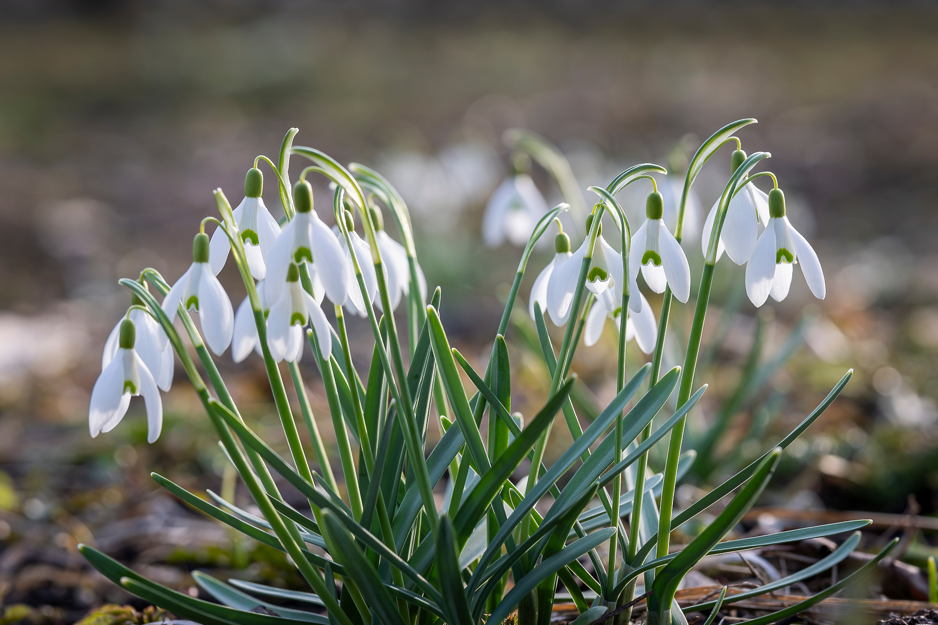 Времето в сряда: Слънчево с пролетни температури