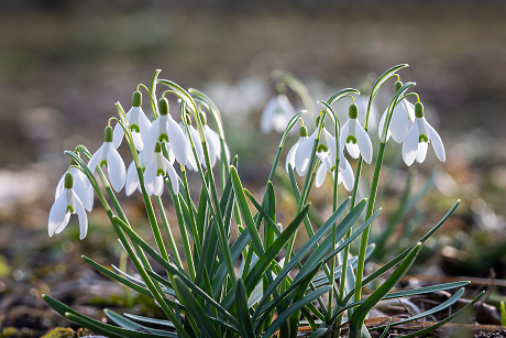 Времето в сряда: Слънчево с пролетни температури