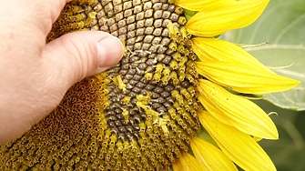 Зърнопроизводителите искат проверки на слънчогледа, който ще бъде внесен от Аржентина