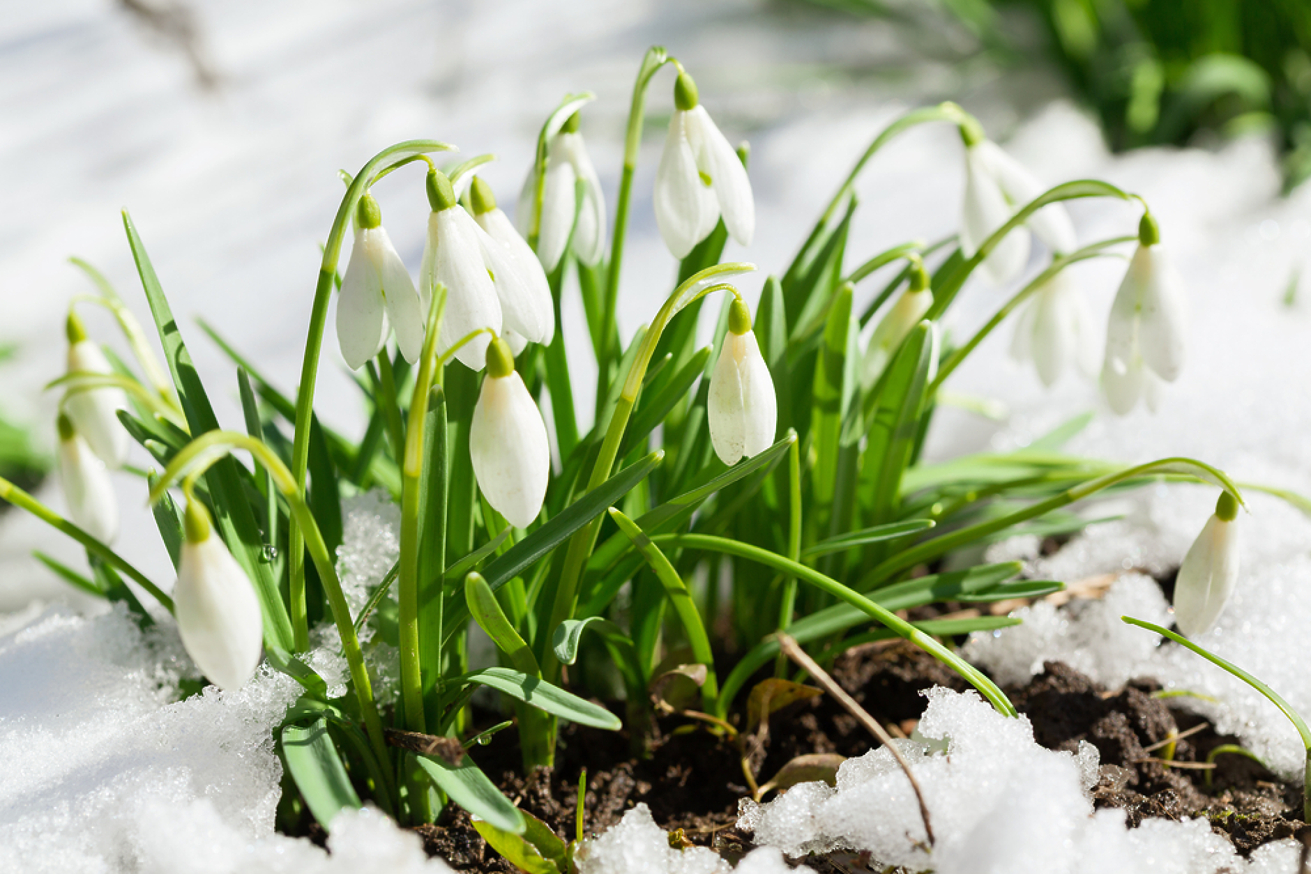 Времето: Слънчево с температури до 12 градуса