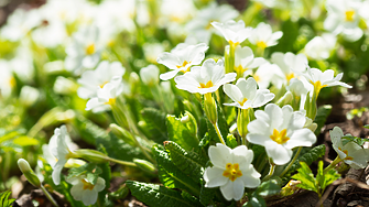 Времето: Слънчево и топло, но следобед ще се заоблачи