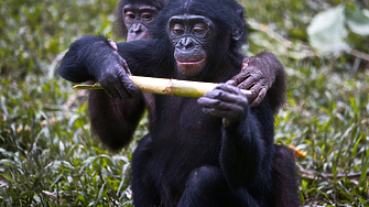 Три вида отровни риби живеят в Черно море