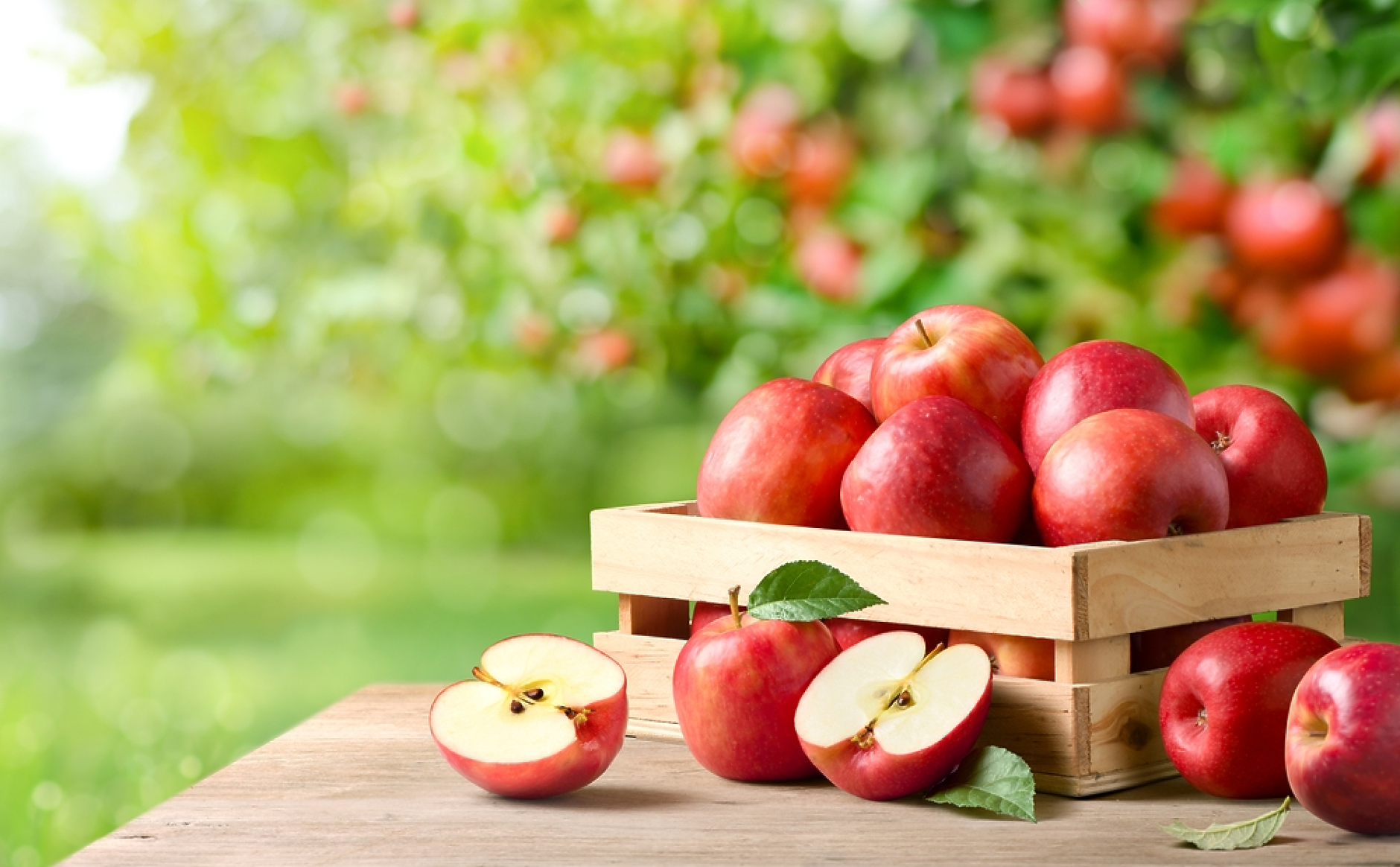 Държавата отпуска 2,7 млн. евро за борба с вредителя „черна златка“