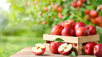 Държавата отпуска 2,7 млн. евро за борба с вредителя „черна златка“