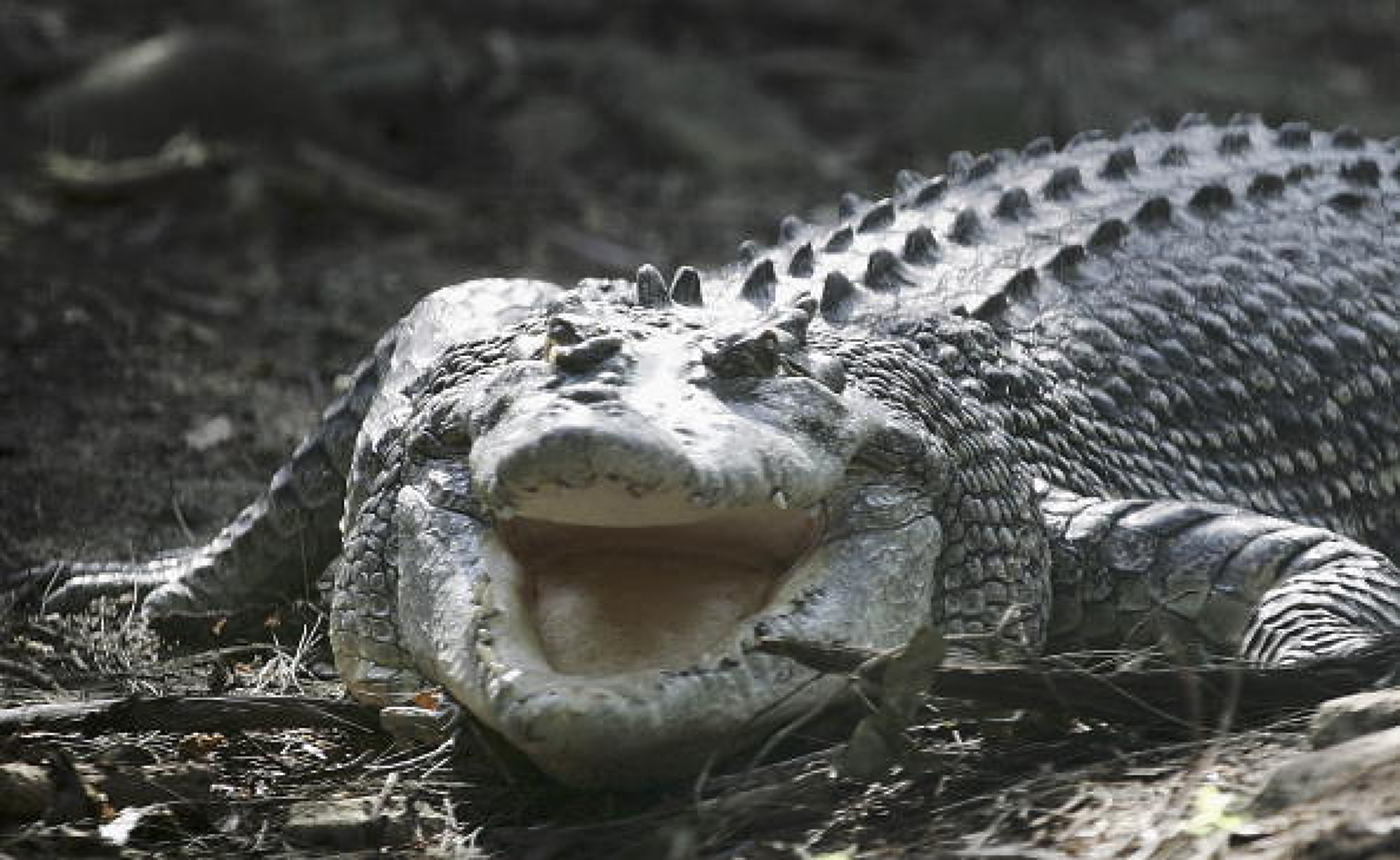 Срещу нелегална миграция: Индия ще използва крокодили и змии за охрана на границата с Бангладеш