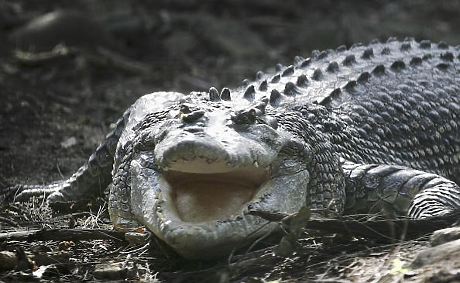 Срещу нелегална миграция: Индия ще използва крокодили и змии за охрана на границата с Бангладеш