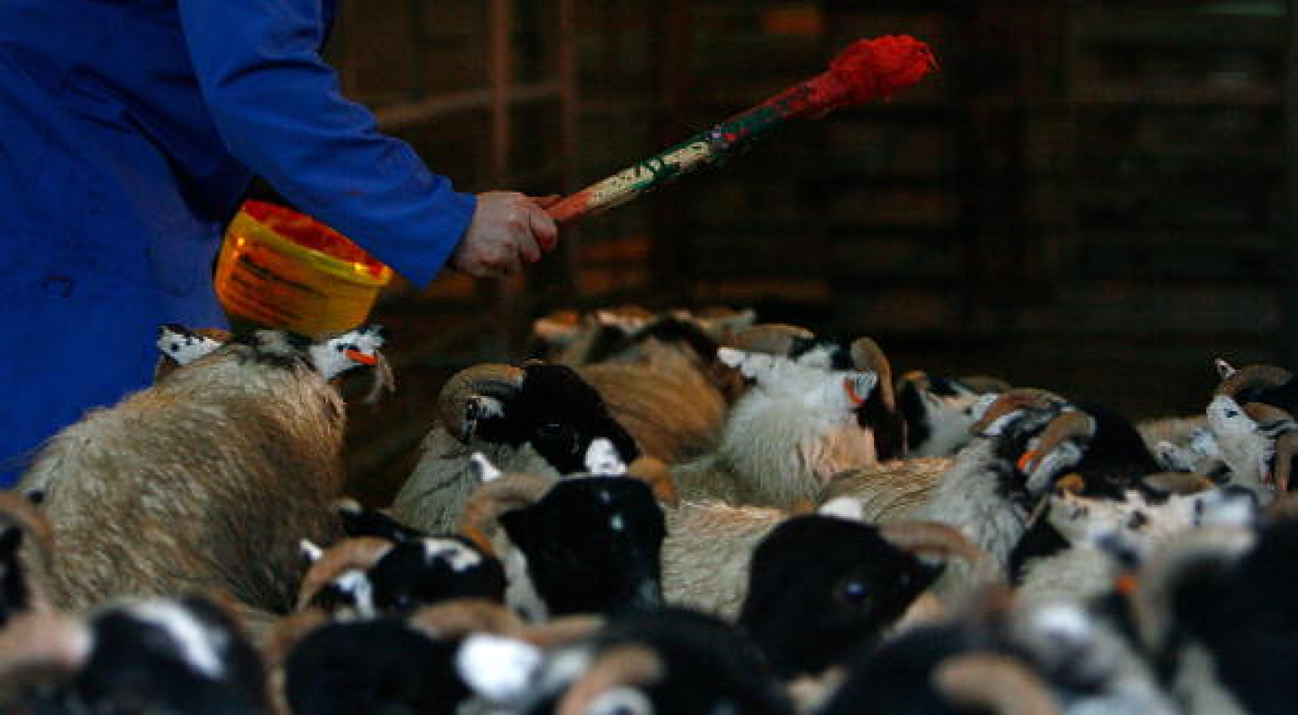 Преди да стигнат до трапезата: Агенцията за безопасност на храните издирва 800 заклани агнета