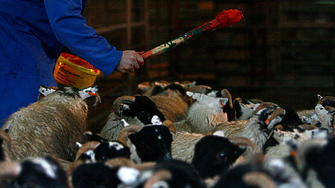 1/3 от трудовите злополуки са в хранителната промишленост